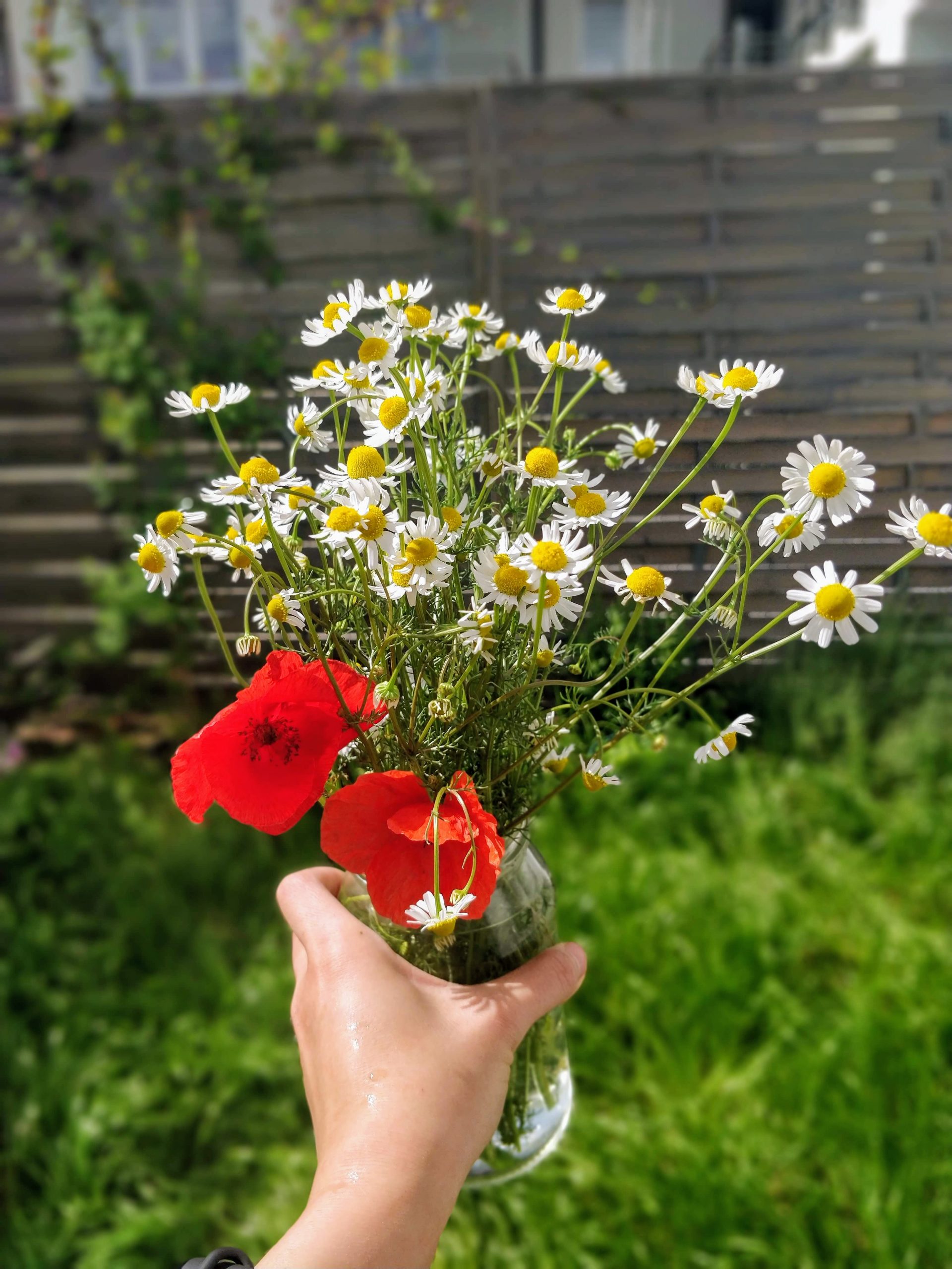 hoa cúc dại trong vườn nhà