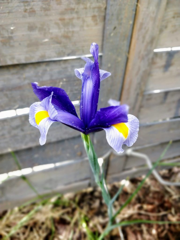Iris Hoa chi diên vĩ